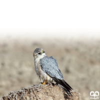 گونه ترمتای Merlin